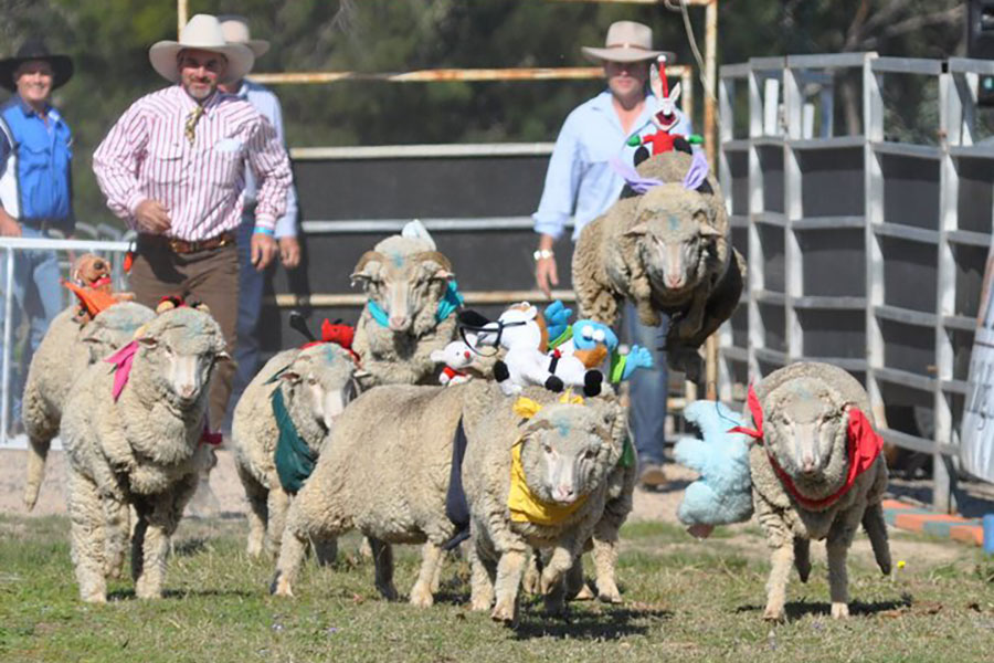 Millmerran Sheep Races