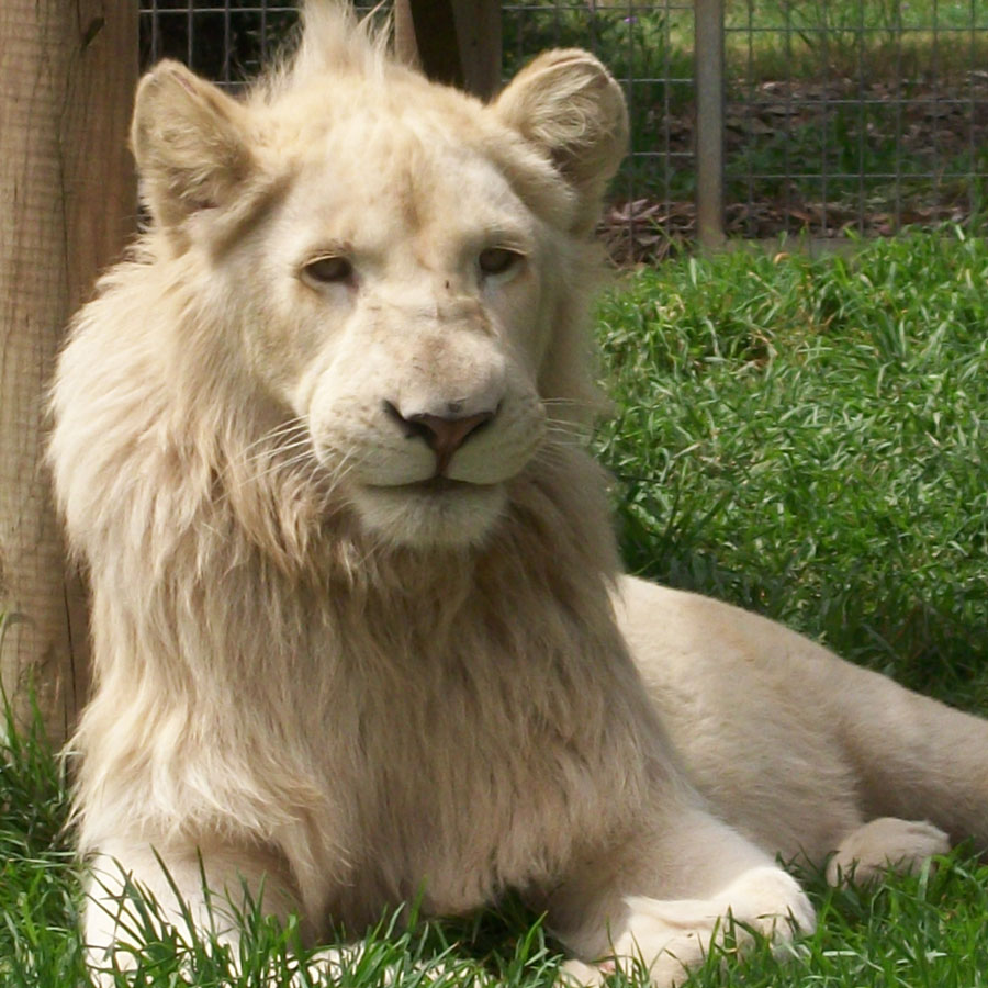 Darling Downs Zoo