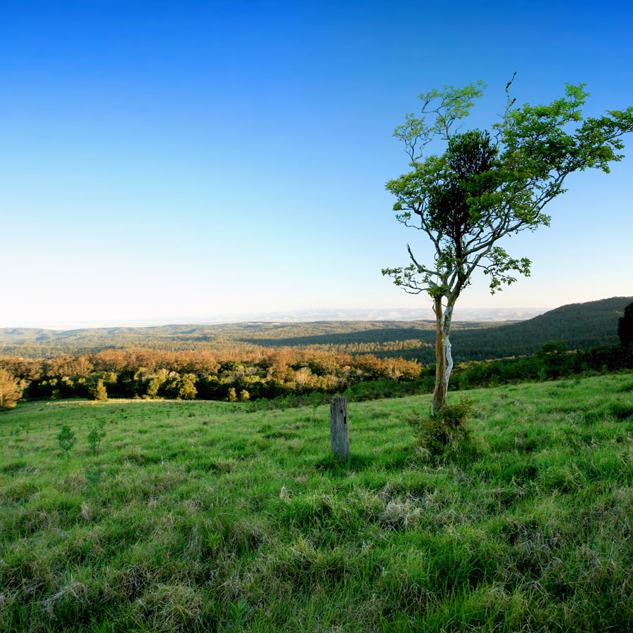 Ravensbourne National Park