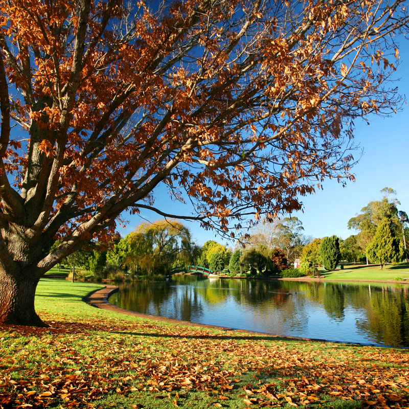 Autumn leaves falling from tree near lake annand