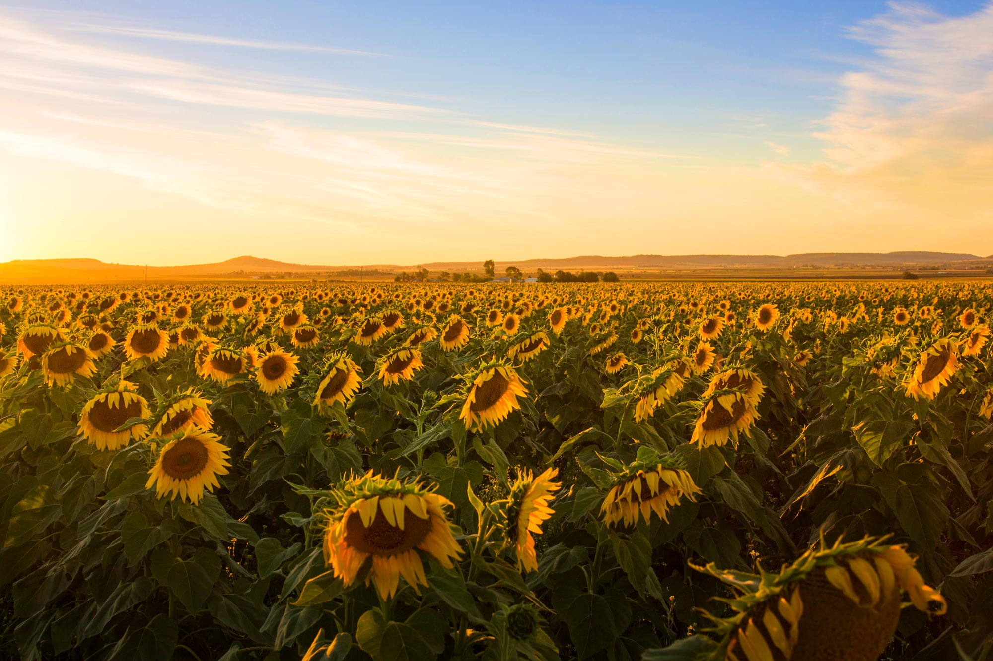 Beautiful field of blooming sunflowers at sunset