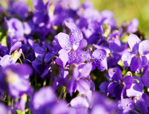 Toowoomba’s floral emblem – the violet