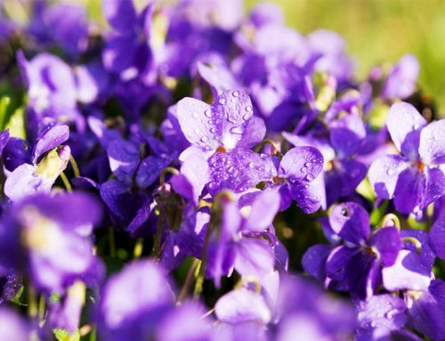 Toowoomba’s floral emblem – the violet